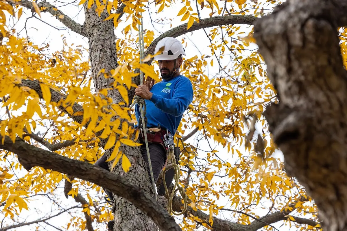 Skilled Tree Pruning crew working in Holland
